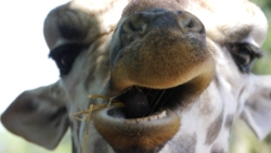 (2012-08) Pairi Daiza